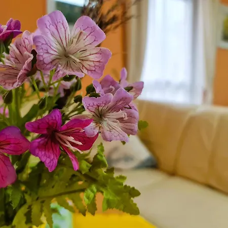 Seepferdchen Bei Zacher